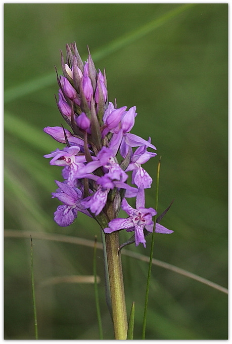 Liparis loeselii